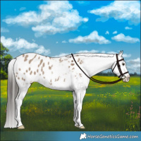 Horse Color:Liver Red Dun Appaloosa 