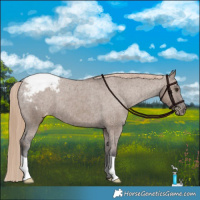 Horse Color:Liver Red Dun Appaloosa Brindle 