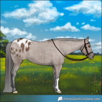Horse Color:Liver Red Dun Appaloosa Brindle 