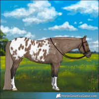 Horse Color:Liver Red Dun Appaloosa Brindle 