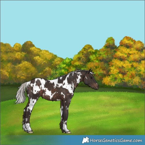 Horse Color:White Spotted Silver Brown 