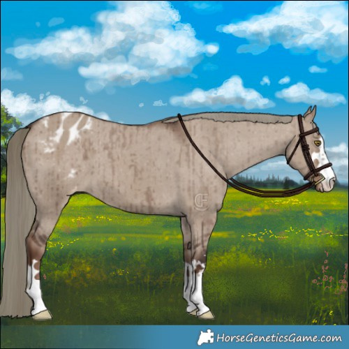 Horse Color:Liver Red Dun Mushroom Appaloosa Brindle 
