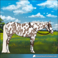 Horse Color:Liver Red Dun Mushroom Appaloosa