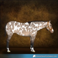 Horse Color:Brown Dun Near Leopard Brindle 
