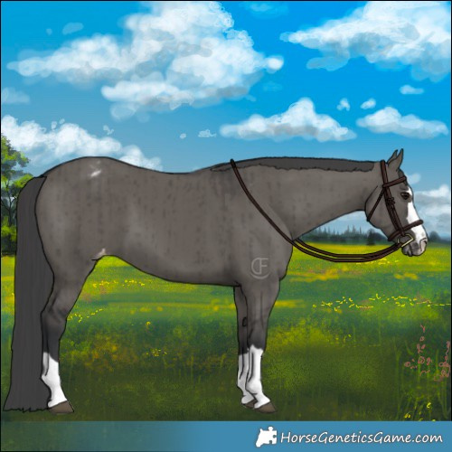 Horse Color:Grullo Appaloosa Brindle 