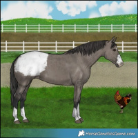 Horse Color:Grullo Snowcap Brindle 