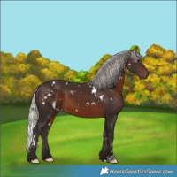 Horse Color:White Spotted Silver Brown 