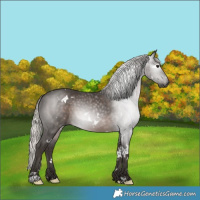 Horse Color:Gray White Spotted Silver Black 