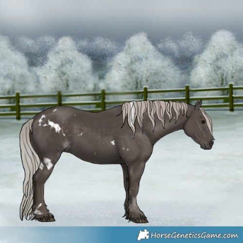 Horse Color:White Spotted Silver Black Rabicano 