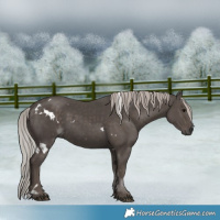 Horse Color:White Spotted Silver Black Rabicano