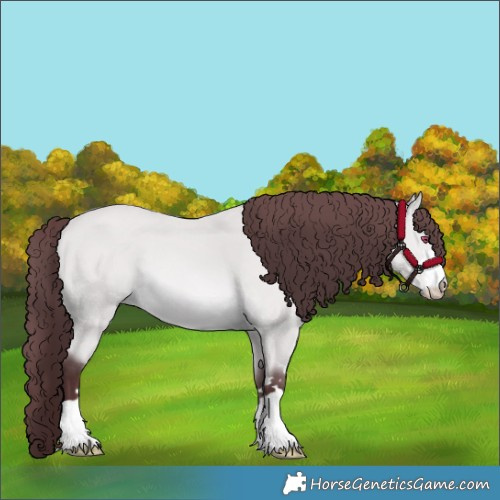 Horse Color:Chocolate Bay Chinchilla 
