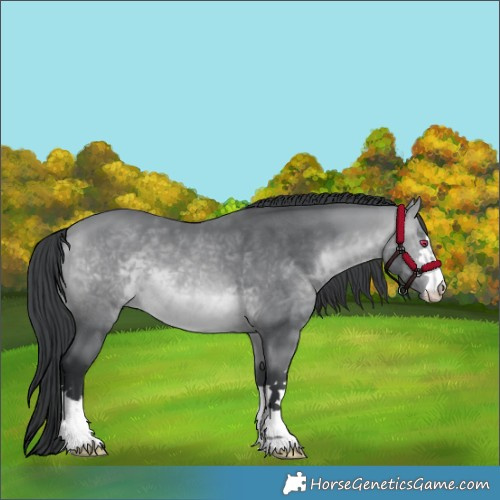 Horse Color:Bay Chinchilla 