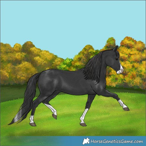 Horse Color:Black Splash 