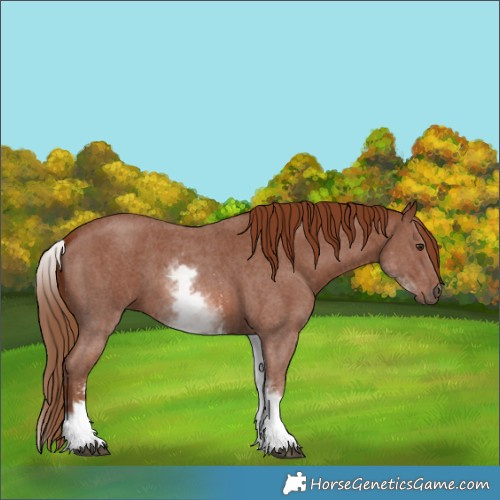 Horse Color:White Spotted Chestnut Sabino 