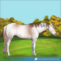 Horse Color:Gray Gold Champagne Tobiano 