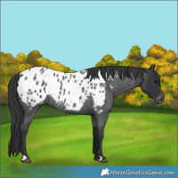 Horse Color:Blue Roan Appaloosa 