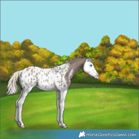 Horse Color:Silver Grullo Splash Appaloosa Rabicano