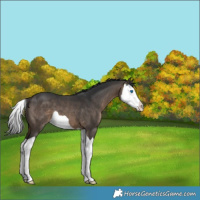 Horse Color:Brown Dun Splash