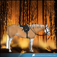 Horse Color:Palomino Splash 