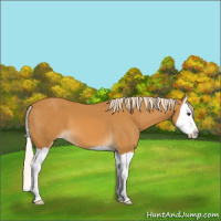 Horse Color:Palomino Splash
