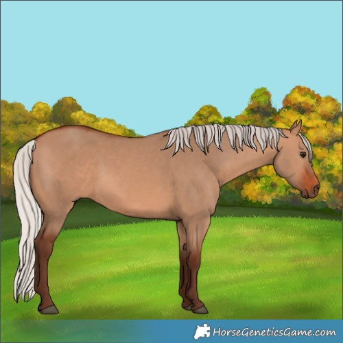 Horse Color:Silver Bay Dun 