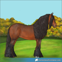 Horse Color:Bay 