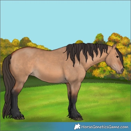 Horse Color:Bay Dun