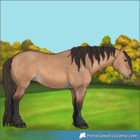 Horse Color:Bay Dun 