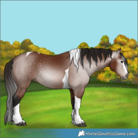 Horse Color:Gray Bay Splash Tobiano 