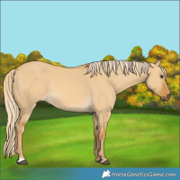 Horse Color:Palomino Dun 