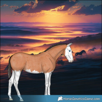 Horse Color:Bay Roan Splash 