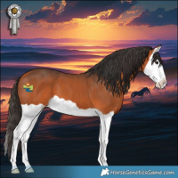 Horse Color:Bay Splash 