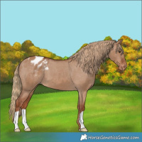 Horse Color:Red Dun Varnish 