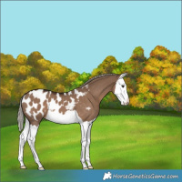 Horse Color:Liver Red Dun Splash Appaloosa 