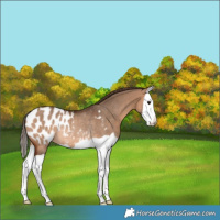 Horse Color:Bay Dun Splash Appaloosa Rabicano 