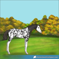 Horse Color:Smoky Black Sabino Splash Appaloosa Rabicano 