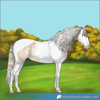 Horse Color:Palomino Sabino Splash Tobiano Varnish 