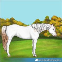 Horse Color:Red Roan Splash Tobiano Varnish Rabicano 