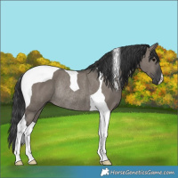 Horse Color:Grullo Tobiano Rabicano
