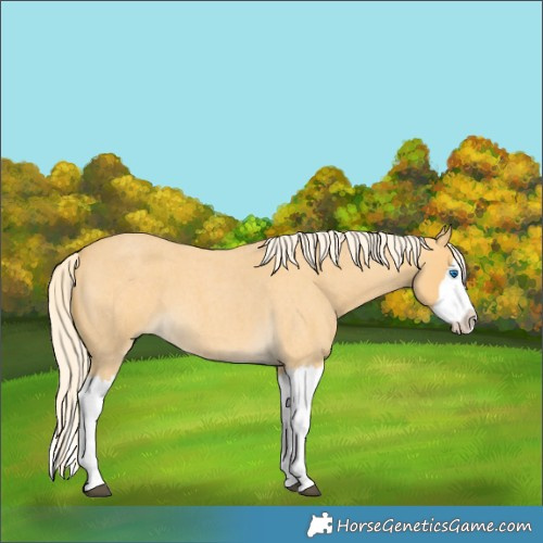 Horse Color:Palomino Roan Splash 