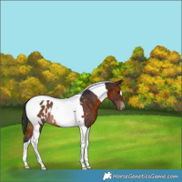 Horse Color:Brown Tobiano Blanket Rabicano 