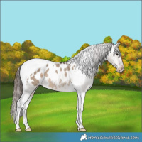 Horse Color:Brown Dun Tobiano Appaloosa Rabicano 