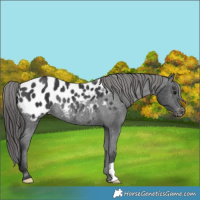 Horse Color:Black Appaloosa Rabicano 