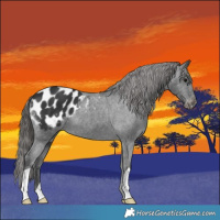 Horse Color:Black Appaloosa 