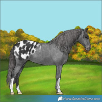Horse Color:Black Appaloosa 