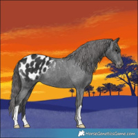 Horse Color:Black Appaloosa 