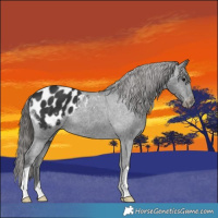 Horse Color:Black Blanket 