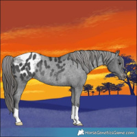 Horse Color:Black Appaloosa Rabicano 