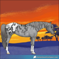 Horse Color:Black Appaloosa Rabicano 