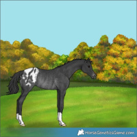 Horse Color:Black Appaloosa Rabicano 